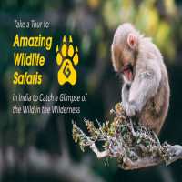 10 Most Amazing Wildlife Safaris In India